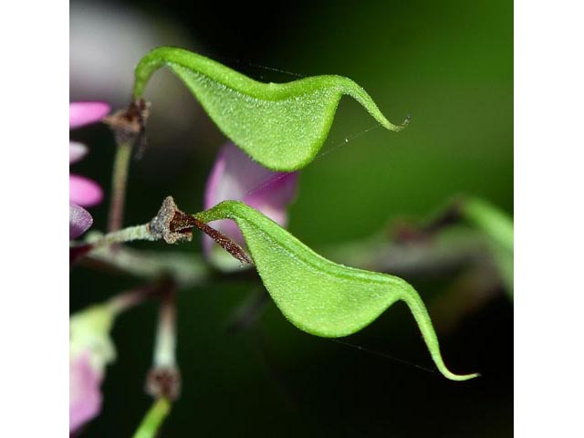 Desmodium glutinosum (Pointedleaf ticktrefoil) #64743