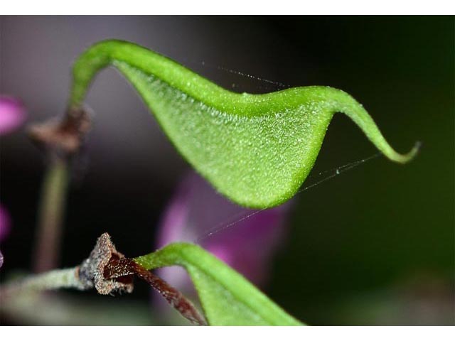 Desmodium glutinosum (Pointedleaf ticktrefoil) #64744