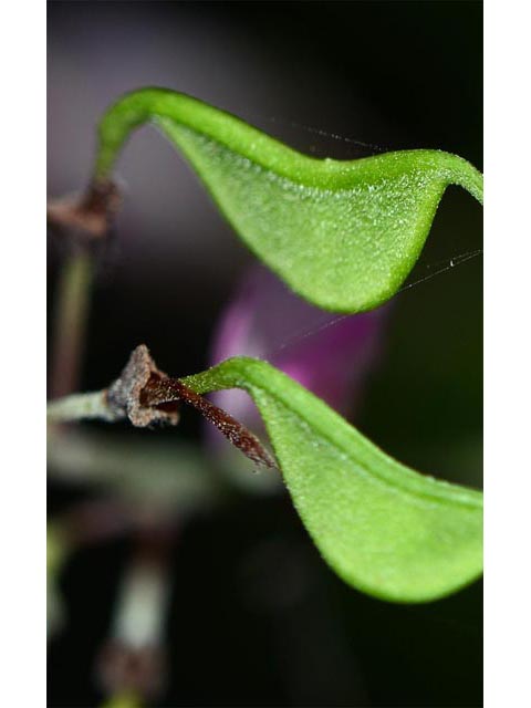 Desmodium glutinosum (Pointedleaf ticktrefoil) #64745