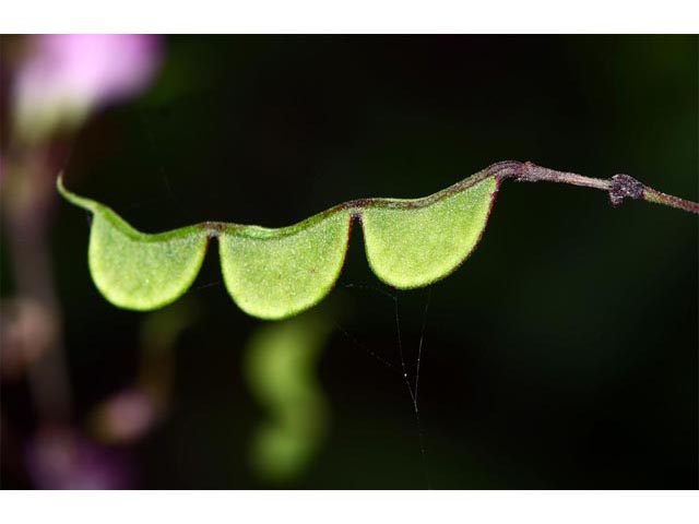 Desmodium glutinosum (Pointedleaf ticktrefoil) #64746