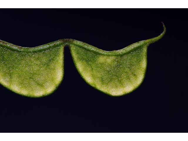 Desmodium glutinosum (Pointedleaf ticktrefoil) #64751