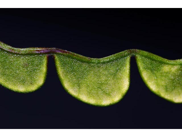 Desmodium glutinosum (Pointedleaf ticktrefoil) #64753