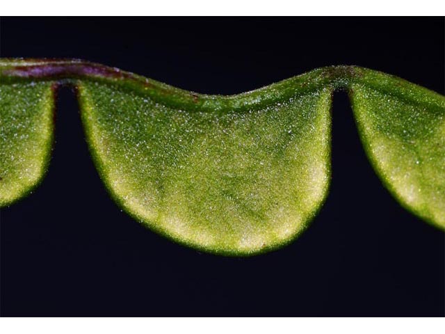 Desmodium glutinosum (Pointedleaf ticktrefoil) #64754