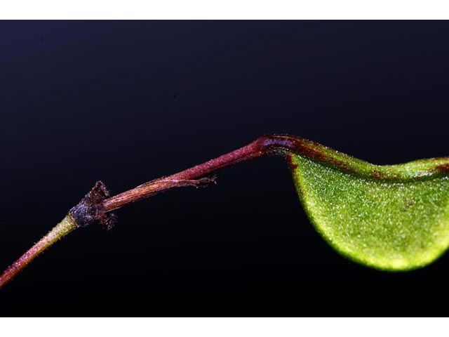 Desmodium glutinosum (Pointedleaf ticktrefoil) #64755