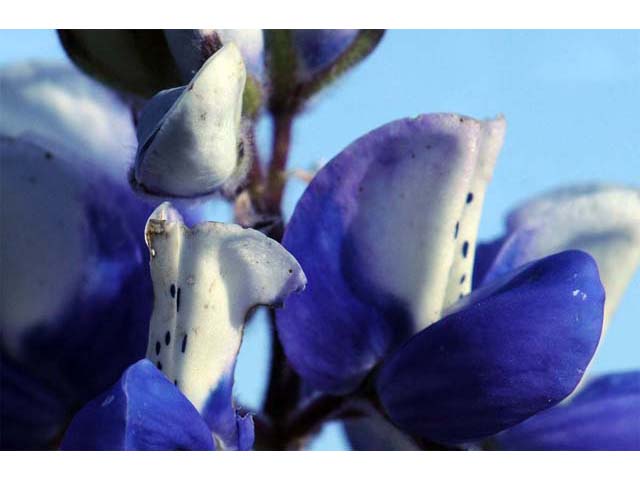 Lupinus bicolor (Miniature lupine) #64772