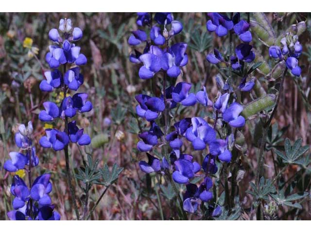 Lupinus bicolor (Miniature lupine) #64780