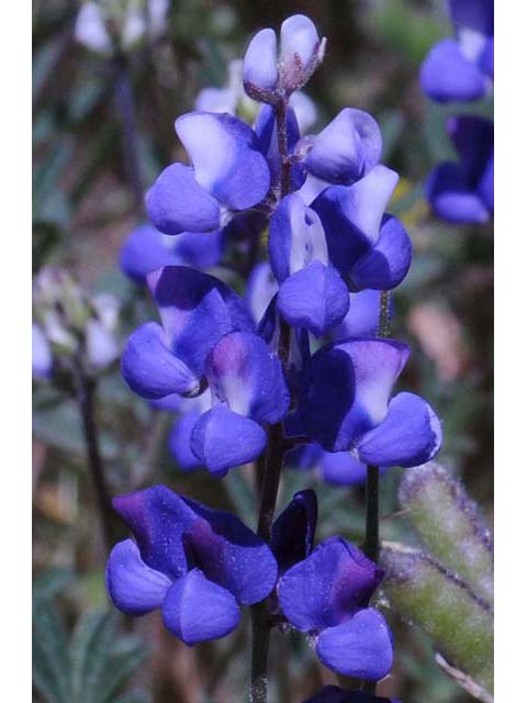 Lupinus bicolor (Miniature lupine) #64782