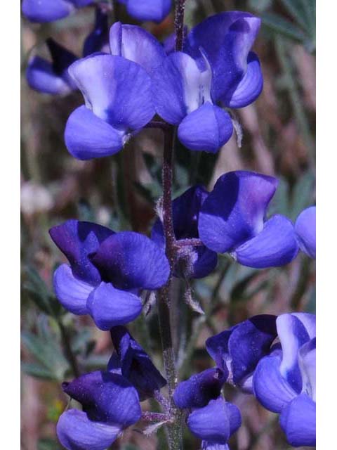 Lupinus bicolor (Miniature lupine) #64783