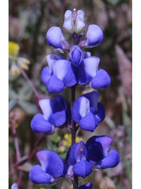 Lupinus bicolor (Miniature lupine) #64784