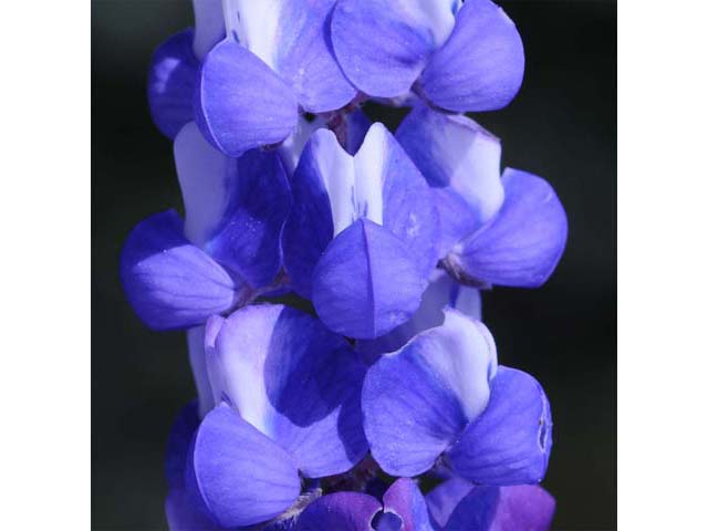 Lupinus bicolor (Miniature lupine) #64787