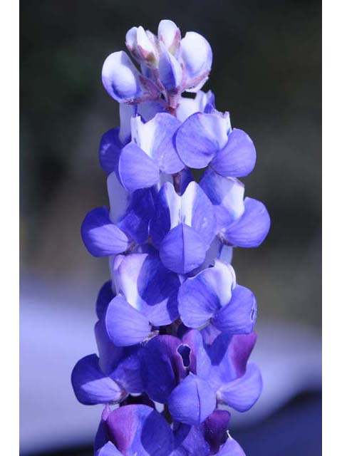 Lupinus bicolor (Miniature lupine) #64790