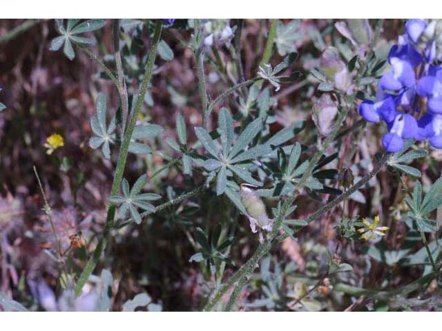 Lupinus bicolor (Miniature lupine) #64796