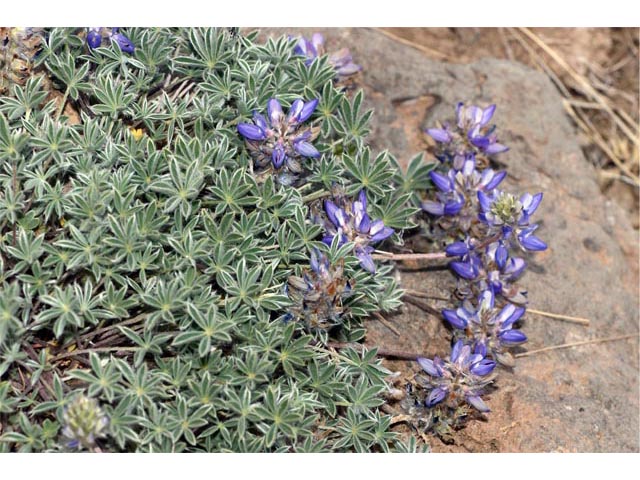 Lupinus sellulus var. lobbii (Donner lake lupine) #64801