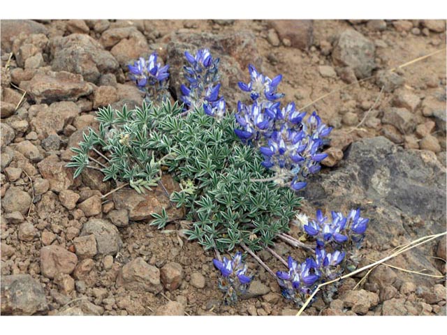 Lupinus sellulus var. lobbii (Donner lake lupine) #64802