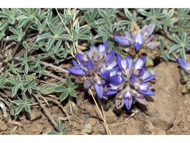 Lupinus sellulus var. lobbii (Donner lake lupine) #64805