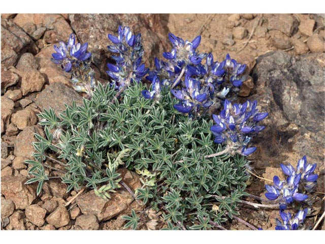 Lupinus sellulus var. lobbii (Donner lake lupine) #64806