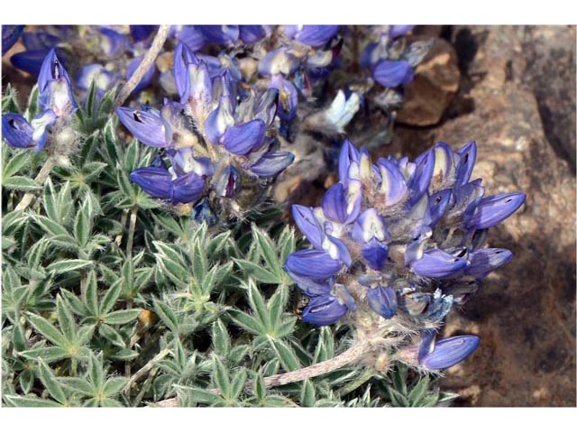 Lupinus sellulus var. lobbii (Donner lake lupine) #64807