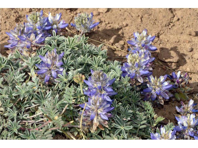 Lupinus sellulus var. lobbii (Donner lake lupine) #64808