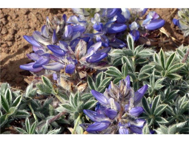 Lupinus sellulus var. lobbii (Donner lake lupine) #64809