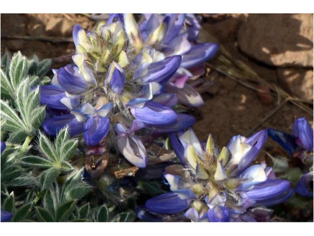 Lupinus sellulus var. lobbii (Donner lake lupine) #64810