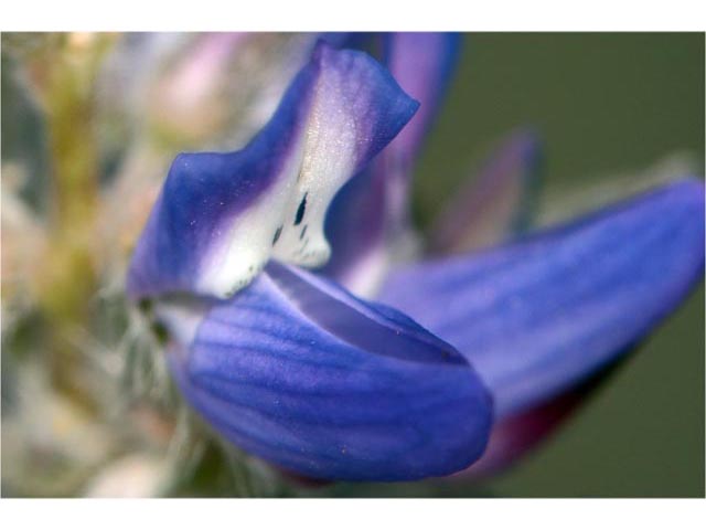 Lupinus sellulus var. lobbii (Donner lake lupine) #64812