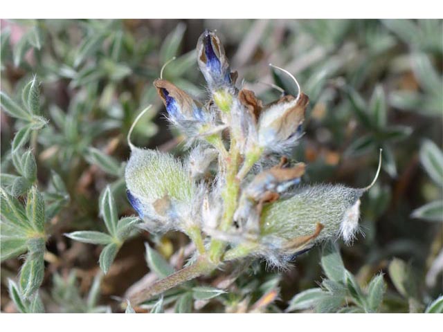 Lupinus sellulus var. lobbii (Donner lake lupine) #64813