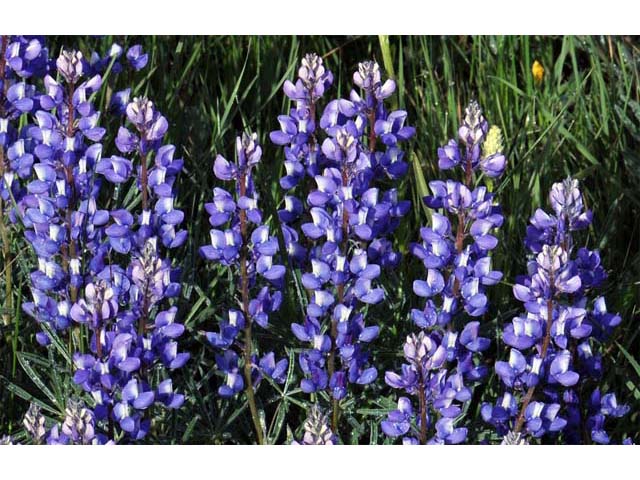 Lupinus sericeus (Silky lupine) #64840