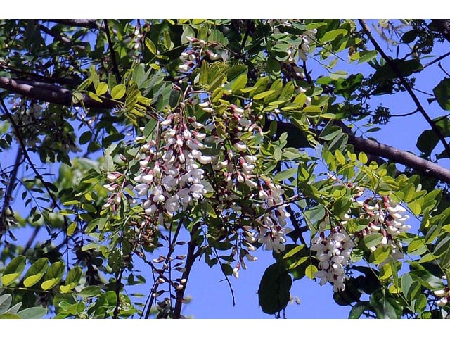 Robinia pseudoacacia (Black locust) #64879