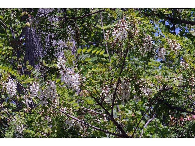 Robinia pseudoacacia (Black locust) #64881