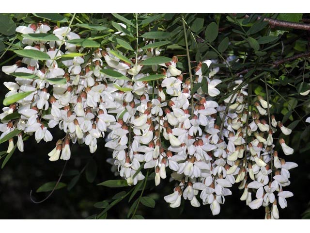 Robinia pseudoacacia (Black locust) #64883