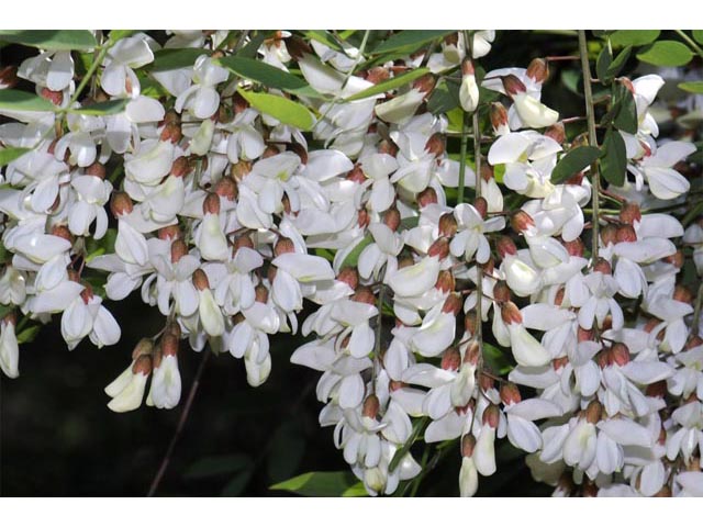 Robinia pseudoacacia (Black locust) #64884