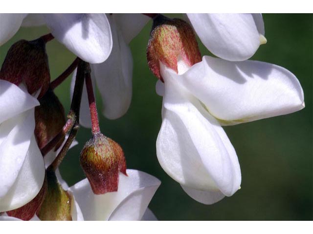 Robinia pseudoacacia (Black locust) #64891