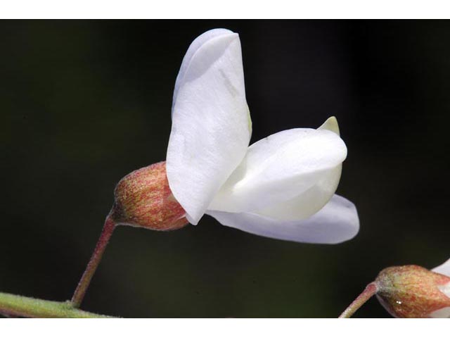 Robinia pseudoacacia (Black locust) #64894