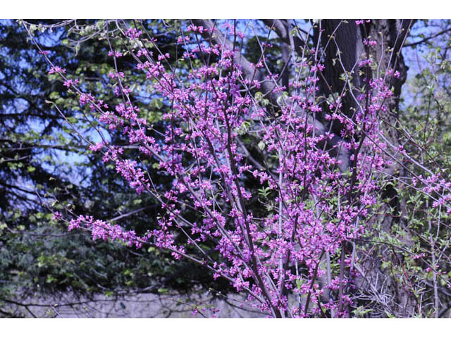 Cercis canadensis (Eastern redbud) #64898