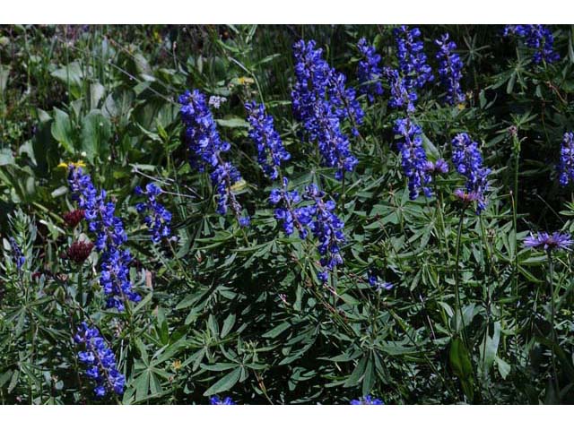 Lupinus argenteus (Silvery lupine) #65993