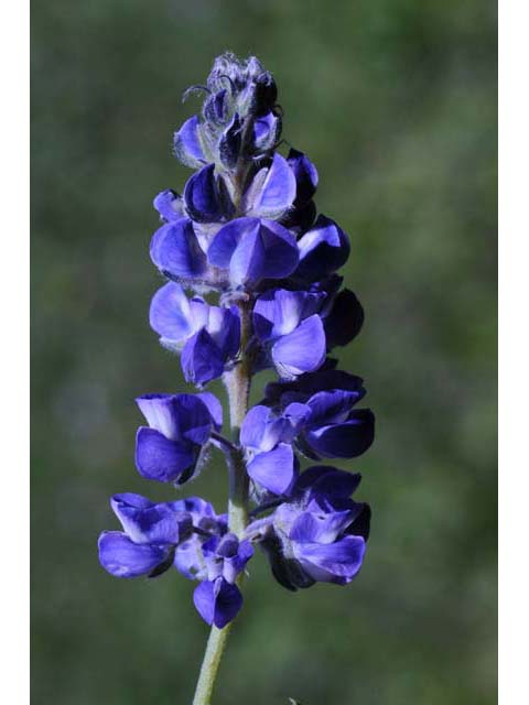 Lupinus argenteus (Silvery lupine) #65995