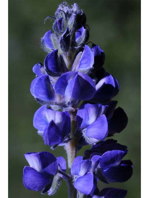 Lupinus argenteus (Silvery lupine) #65996