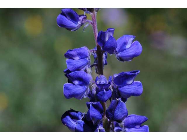 Lupinus argenteus (Silvery lupine) #65997