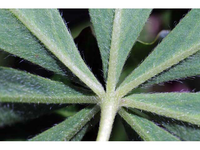 Lupinus argenteus (Silvery lupine) #66011