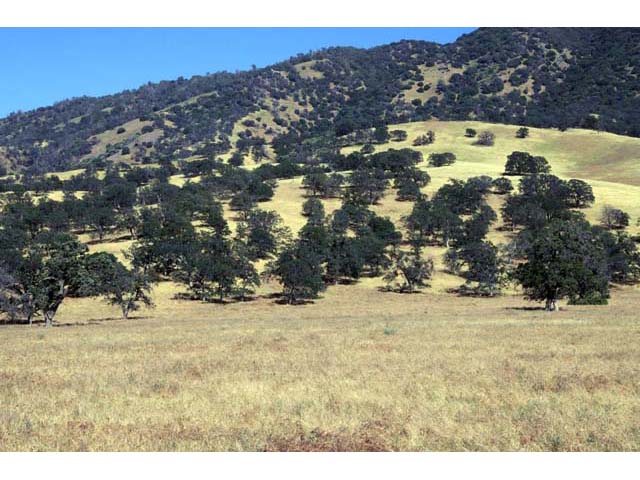 Quercus douglasii (Blue oak) #66051