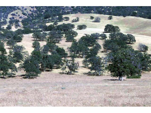 Quercus douglasii (Blue oak) #66052