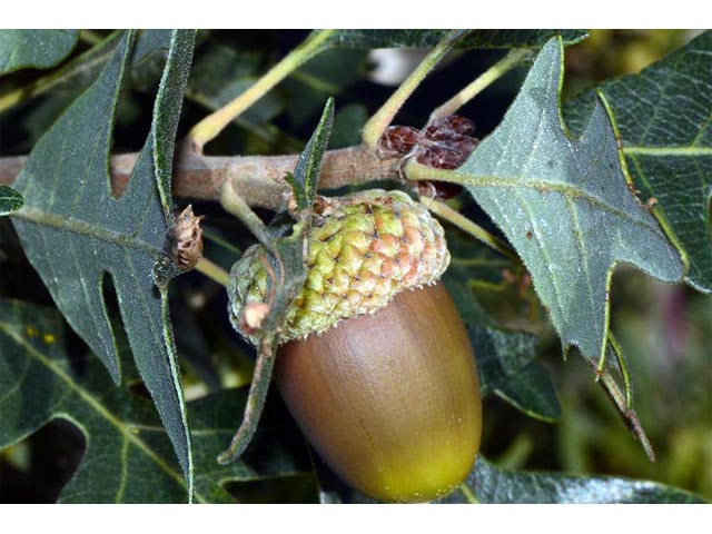 Quercus gambelii (Gambel oak) #66071