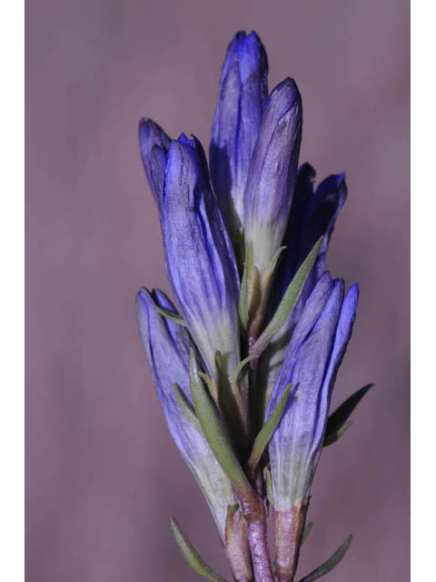 Gentiana affinis (Pleated gentian) #67475