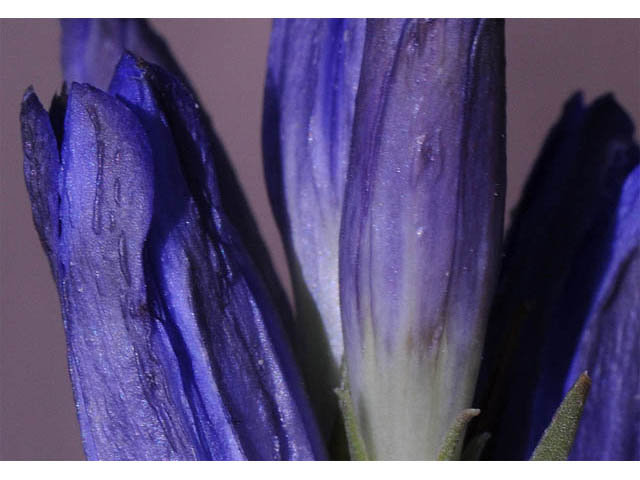 Gentiana affinis (Pleated gentian) #67478