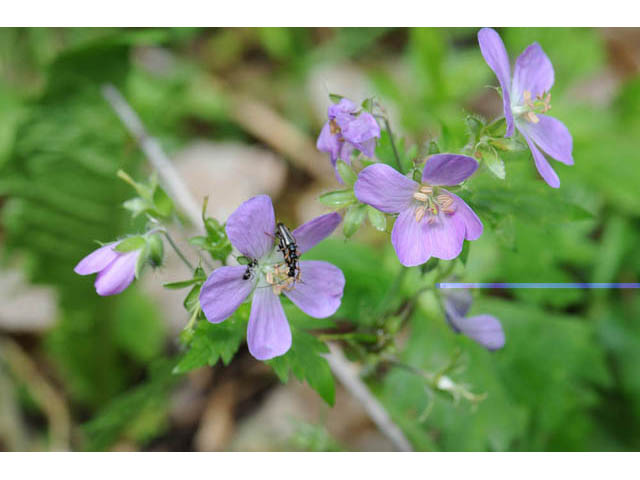 Geranium maculatum (Spotted geranium) #67494