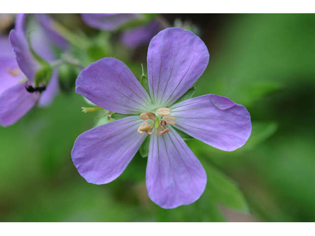 Geranium maculatum (Spotted geranium) #67495