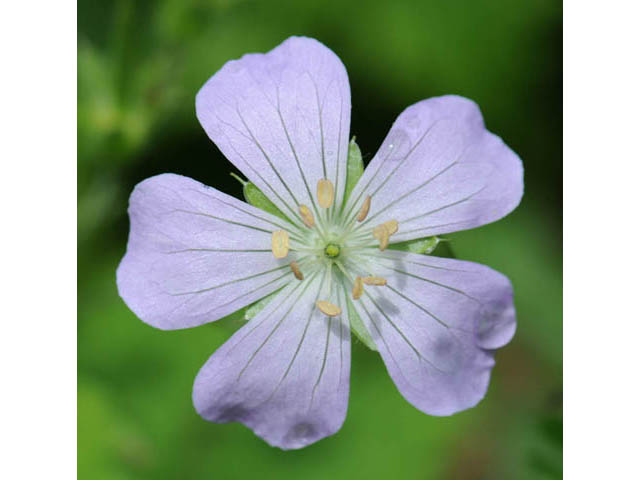 Geranium maculatum (Spotted geranium) #67496