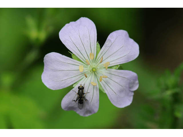 Geranium maculatum (Spotted geranium) #67497