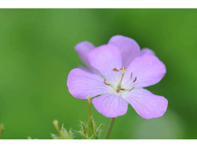 Geranium maculatum (Spotted geranium) #67505