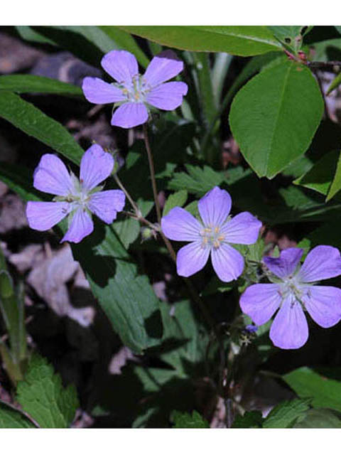 Geranium maculatum (Spotted geranium) #67509